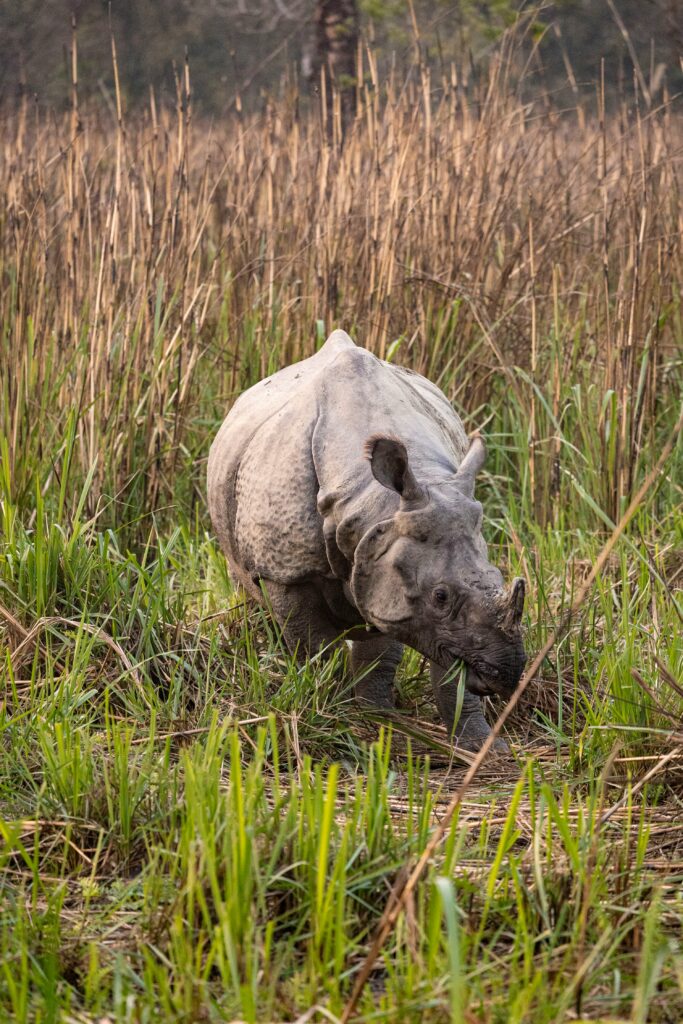 Parc national de Chitwan 