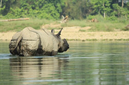 Parc national de Chitwan 